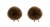 bb_str03-brun-2stk-1
