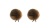 bb_str02-brun-2stk-1