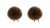 bb_str03-brun-2stk-1